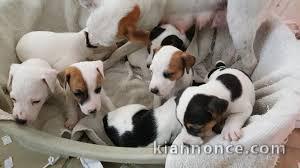 Superbes Chiots Jack russel