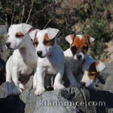 Superbes Chiots Jack russel