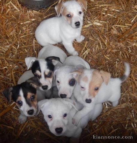 Superbes Chiots Jack russel