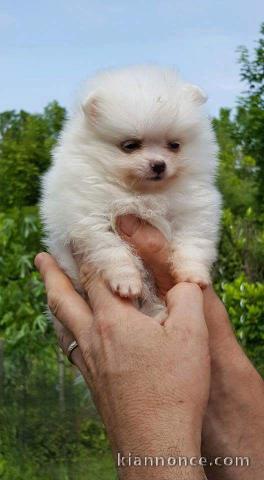 Disponible de suite Chiots Spitz Nain Poméranien