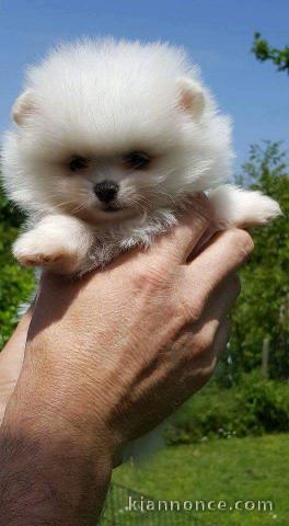 Disponible de suite Chiots Spitz Nain Poméranien