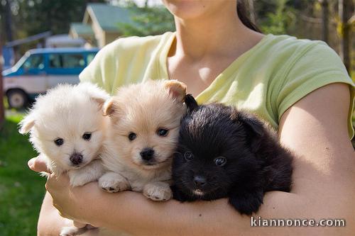 chiot Spitz nain Adorable