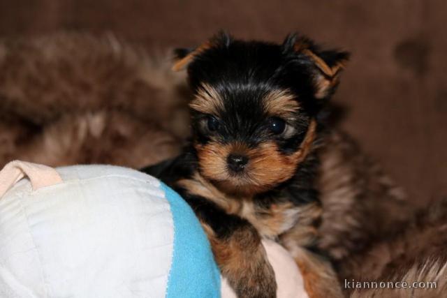 Chiot Yorkshire Terrier 