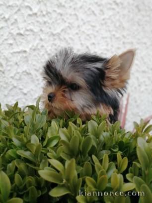 Chiot Yorkshire Terrier 