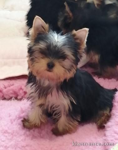 Chiot Yorkshire Terrier 