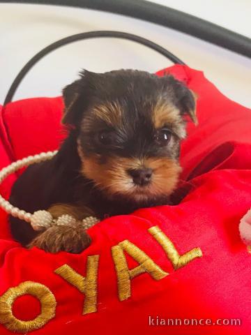 Chiot Yorkshire Terrier 