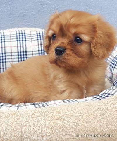 Chiots Cavalier King Charles Spaniel