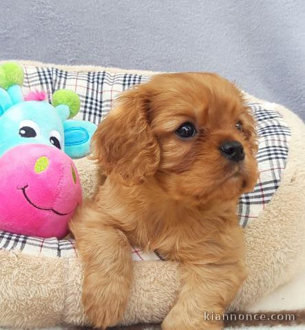 Chiots Cavalier King Charles Spaniel 