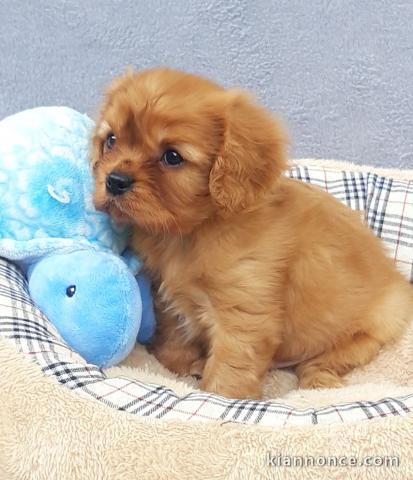 Chiots Cavalier King Charles Spaniel