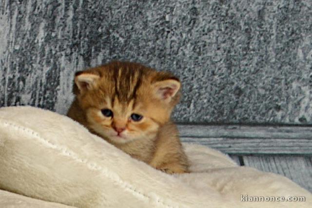 Chatons Scottish Fold