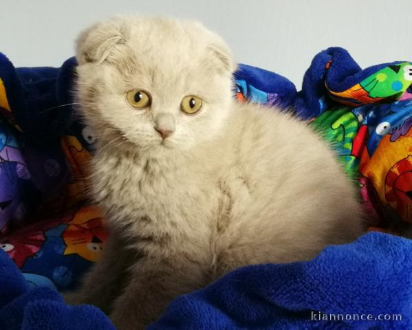 Chatons Scottish Fold