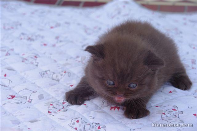 Chatons Scottish Fold