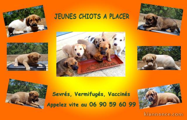 Tres beaux chiots a placer