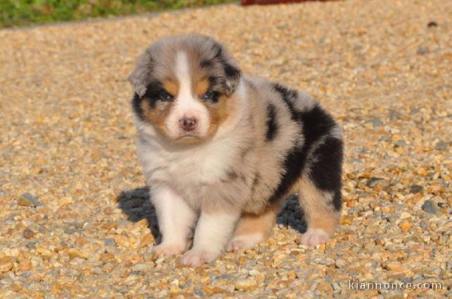 bébé chiot berger australien