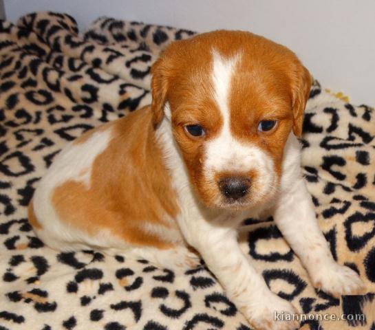 bébé chiot epagneul breton