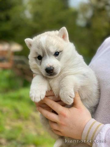 bébé chiot husky 3 mois 