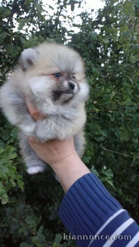 bébé chiot spitz nain pomeranien