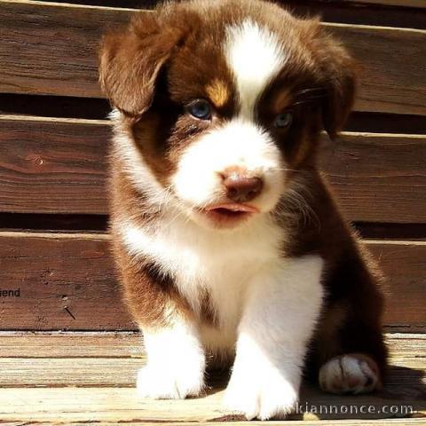  Adorables chiots berger australien