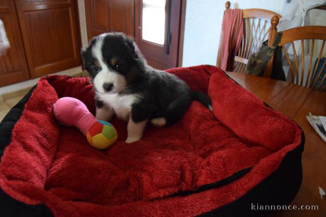 Don de chiot berger australien