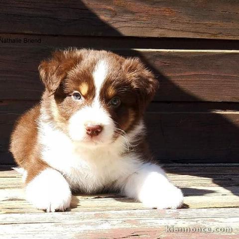 Adorables chiots berger australien