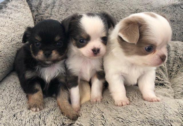 chiots chihuahua disponibles