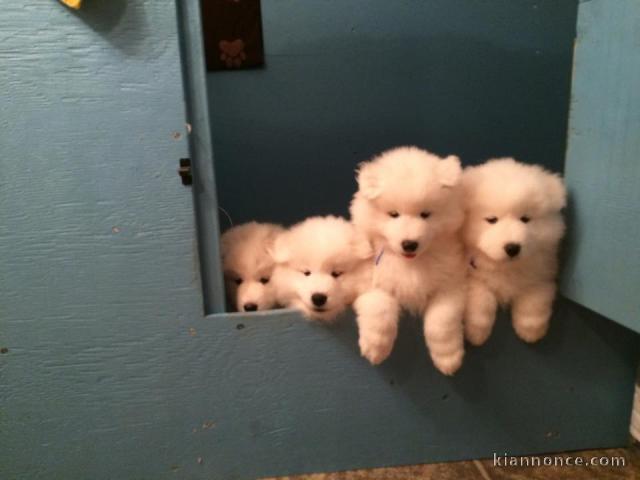 Magnifiques chiots samoyede 