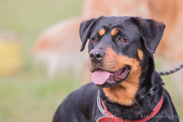 beaceron tres bon chien