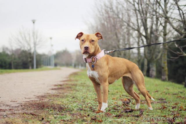 american pitbull bon chien