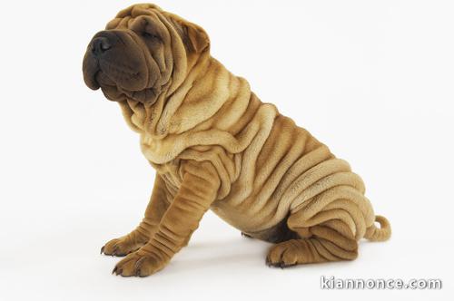 chien sharpei  disponible