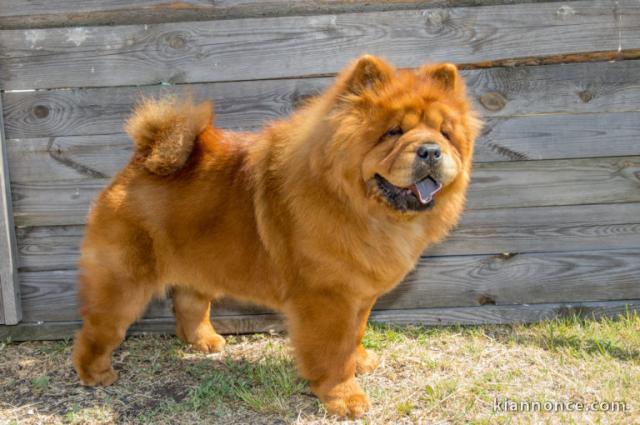 chow chow beau chien propre