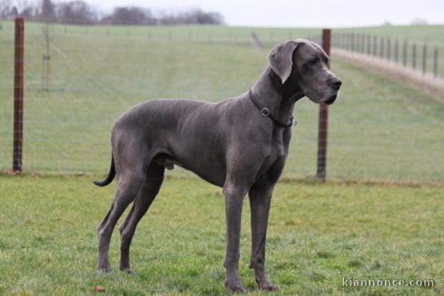 dogue allemand beau chien