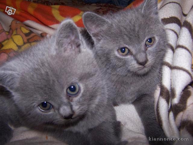 Deux chatons chartreux male et femelle disponible