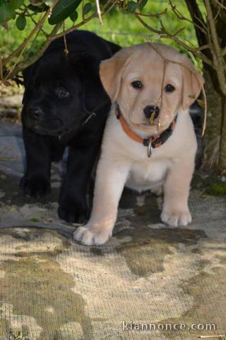 A donner chiots labrador