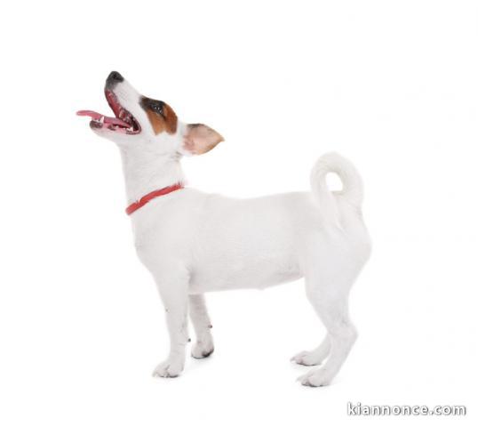 race de chien jack russell