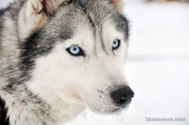 race samoyede tres bon chien