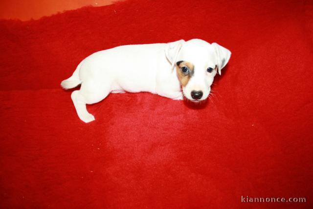 chiots jack russell disponible en santer