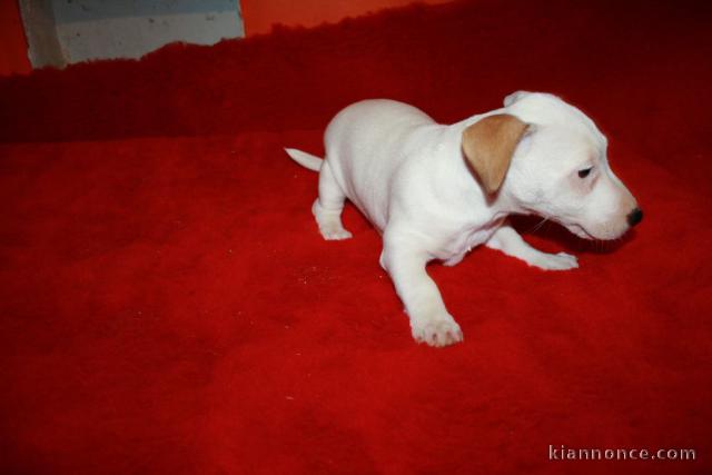 chiots jack russell disponible contre bon soin