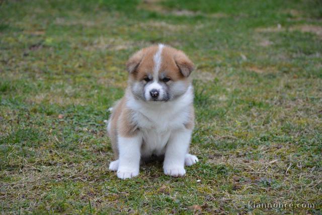 A donner Chiots de race Akita inu