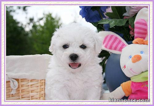 joli chiot bichon disponible