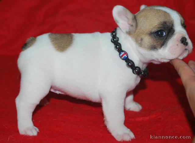 chiots bouledogue français