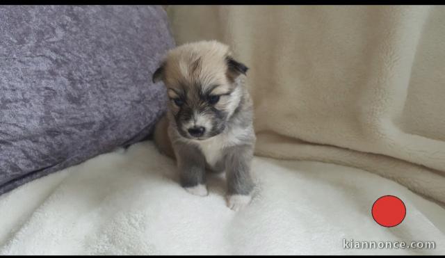 Chiots pomsky disponible.           