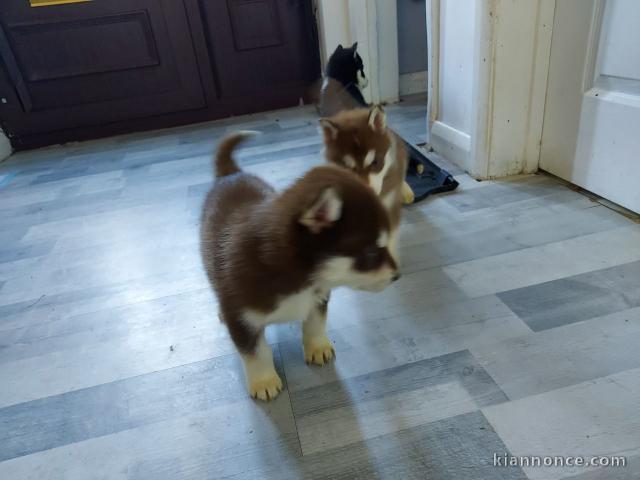 Chiots husky sibérien