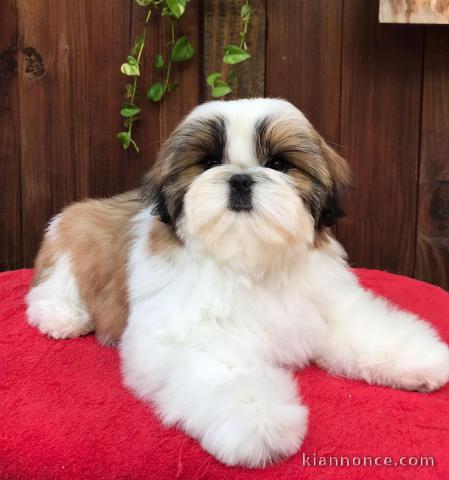 Deux chiots shih tzu mâle et femelle a donner