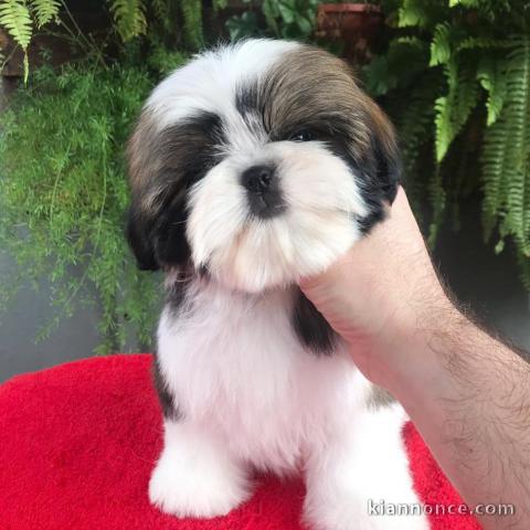 Deux chiots shih tzu mâle et femelle a donner