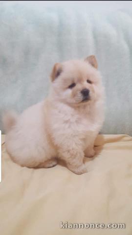 Chiot Chow Chow adorable