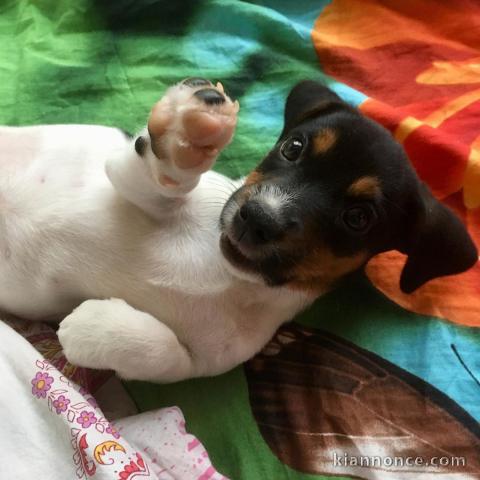 Deux chiots jack russell mâle et femelle a donner