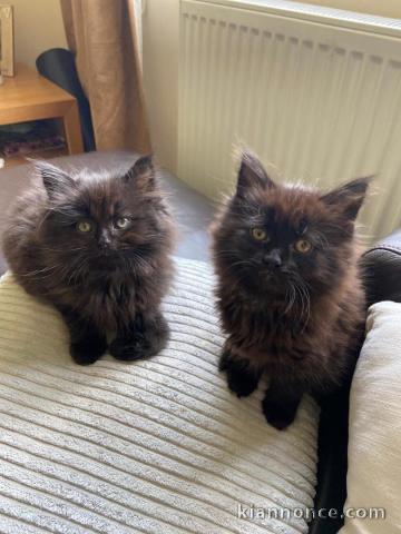 magnifiques chatons maine coon