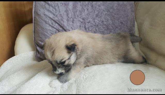 Chiots pomsky disponible.          