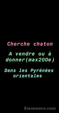 Cherche chaton à vendre ou donner 