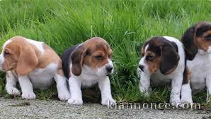 A Donner Chiot Type Beagle